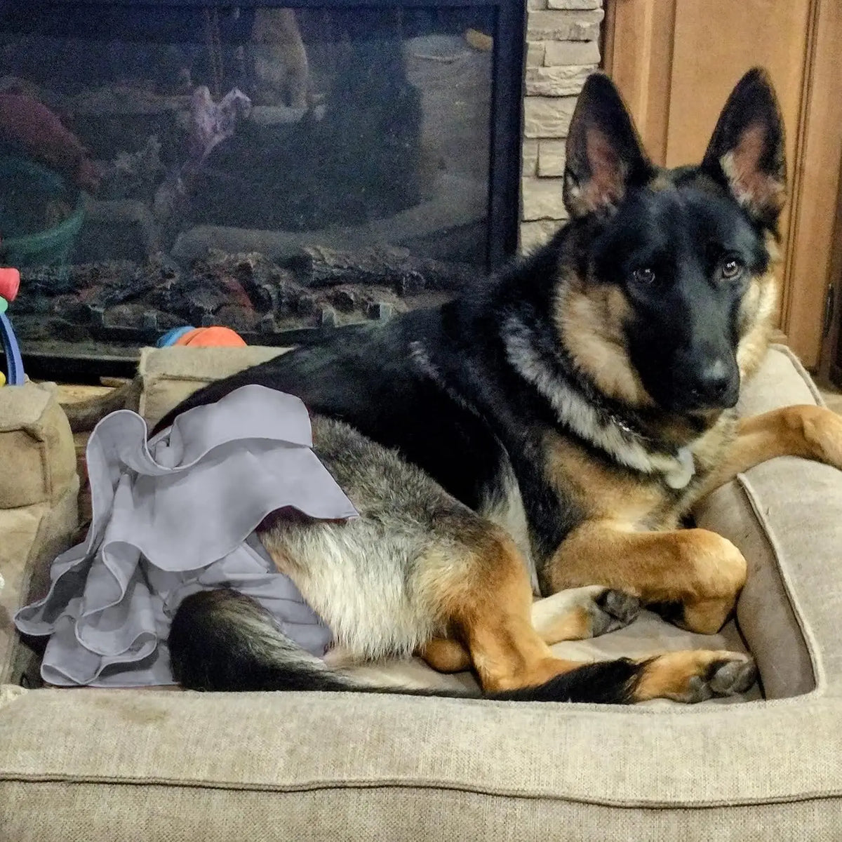 Washable Female Dog Diapers In Heat Highly Absorbent 3 Pack